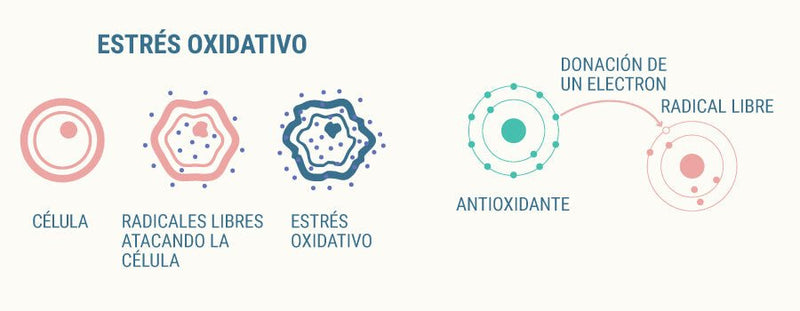 Las propiedades antioxidantes del CBD - Family Cbd Mexico