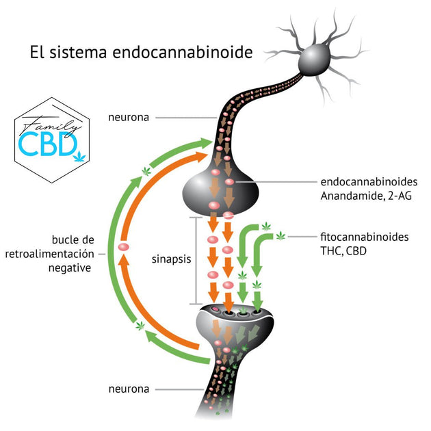 La anandamida y el CBD · WeBotanix