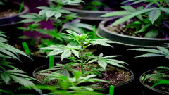 ¿Cuántas plantas de cannabis puedes tener en casa? - Family Cbd Mexico