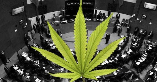 Diputados aplazan hasta 2021 discusión sobre regulación de mariguana - Family Cbd Mexico