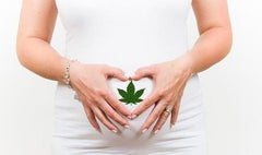 ¿Es Más Seguro Consumir Cannabidiol que Cannabis Durante el Embarazo? - Family Cbd Mexico