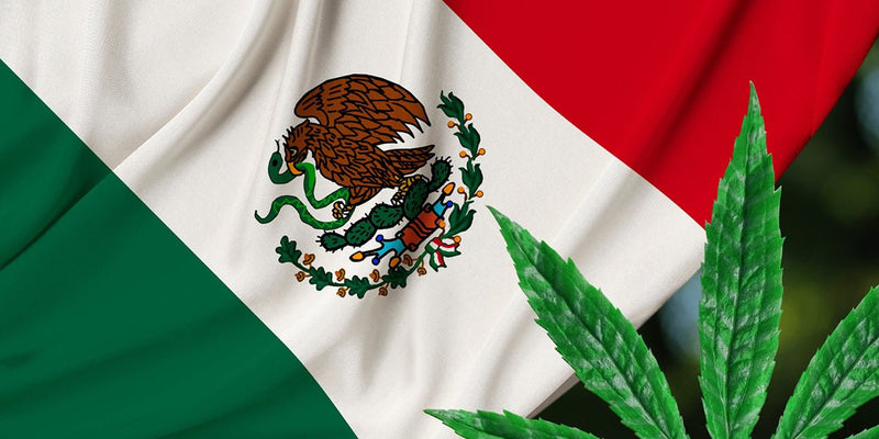 Frenan regulación de la cannabis se va para Septiembre. - Family Cbd Mexico
