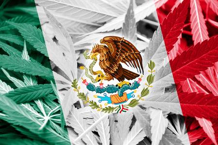 La Corte avala el derecho al uso medicinal de la marihuana en la CDMX - Family Cbd Mexico