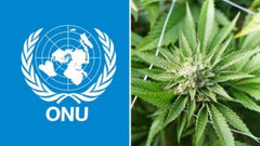 La ONU está “preocupada” por los planes de México, le recuerda que solo puede legalizar para fines medicos. - Family Cbd Mexico