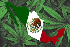 México preparándose para ‘fiebre verde’ y económica de cannabis - Family Cbd Mexico