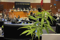 Se avalan cambios de diputados para uso lúdico de mariguana - Family Cbd Mexico