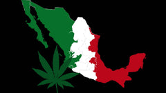 Se retrasa el reglamento para uso de cannabis medicinal en México - Family Cbd Mexico