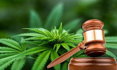 Sí habrá reglamento de cannabis; Salud no caerá en desacato... sera? copy - Family Cbd Mexico