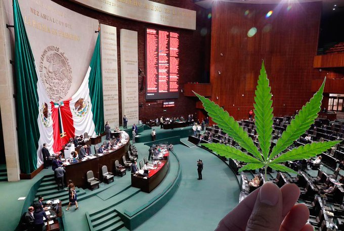 Venta de marihuana en México legal en 2022 - Family Cbd Mexico